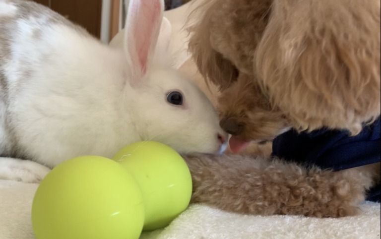 犬とうさぎの同居 突然 子うさぎが家族に 小さな命を守る犬 ひだまりでのんびり