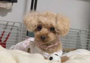 飼い主にお尻を向けて寝る犬 おめでとう 飼い主合格です