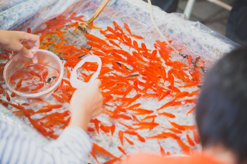 金魚を池に放したら錦鯉が死んでしまった 混泳魚の追加は慎重に ひだまりでのんびり